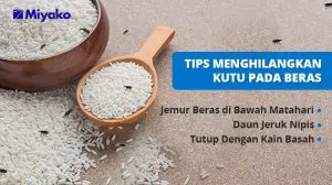 Gambar TIPS MENGHILANGKAN KUTU PADA BERAS